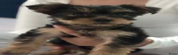 Yorkshire Terrier dogs for sale: Yorkshire puppy for sale  - Advert 2