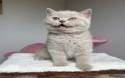 British Shorthair cats for sale: Show quality lilac British shorthair Tica🏆 - Image 5