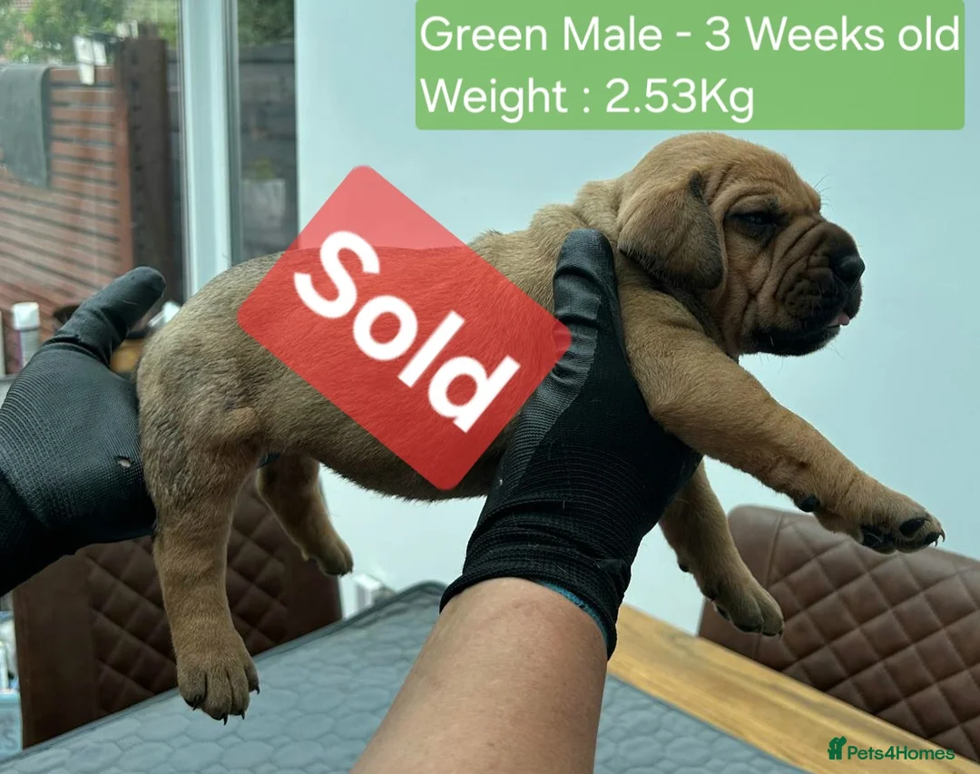 Boerboel dogs for sale: Boreboel (Bella) gave birth, 3 girls left - Advert 2