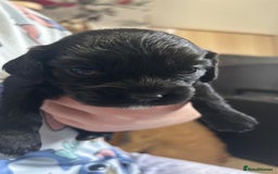 Cockalier dogs for sale: Cocker spaniel x Cavalier King Charles ( Cockalier - Advert 5