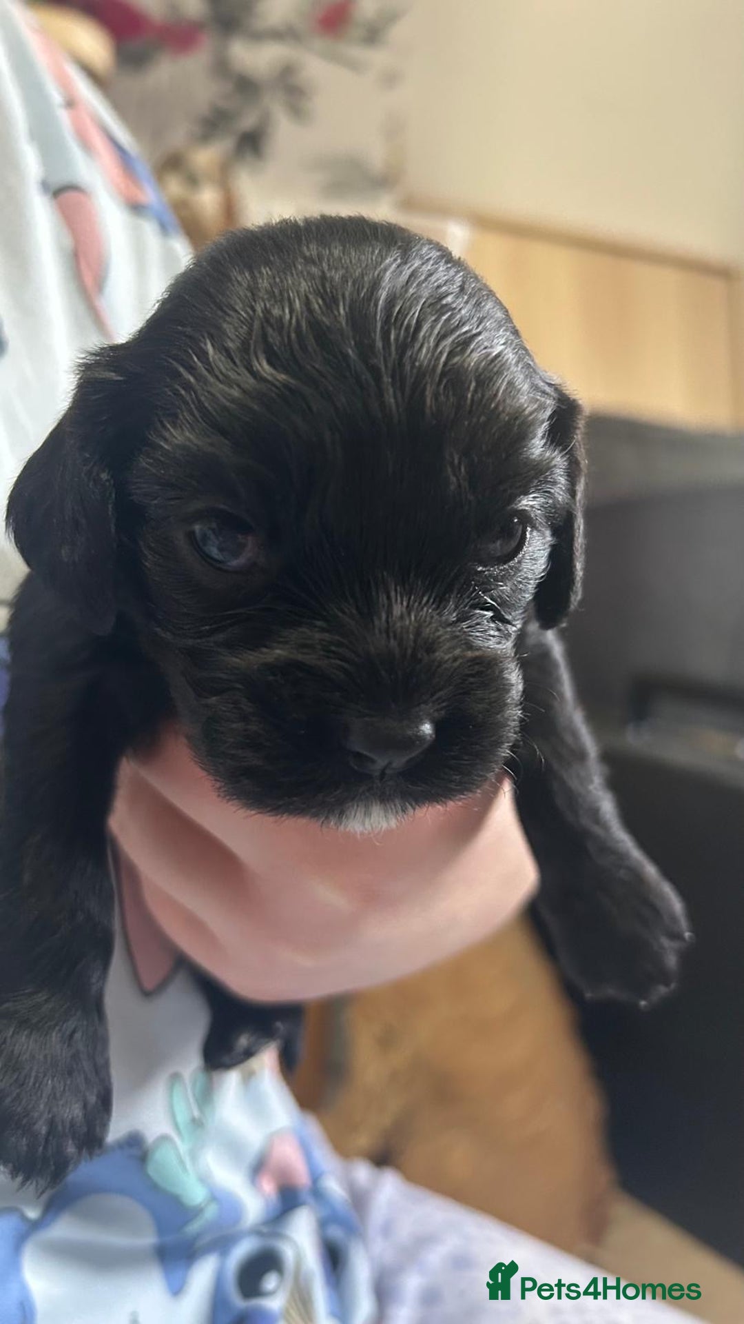 Cockalier dogs for sale: Cocker spaniel x Cavalier King Charles ( Cockalier - Advert 5