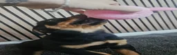 Rottweiler dogs for sale: Exceptional Rottweiler Pups- ONE GIRL LEFT. - Advert 25