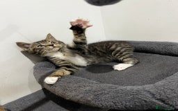Mixed Breed cats for sale: 1 beautiful kitten  - Image 13