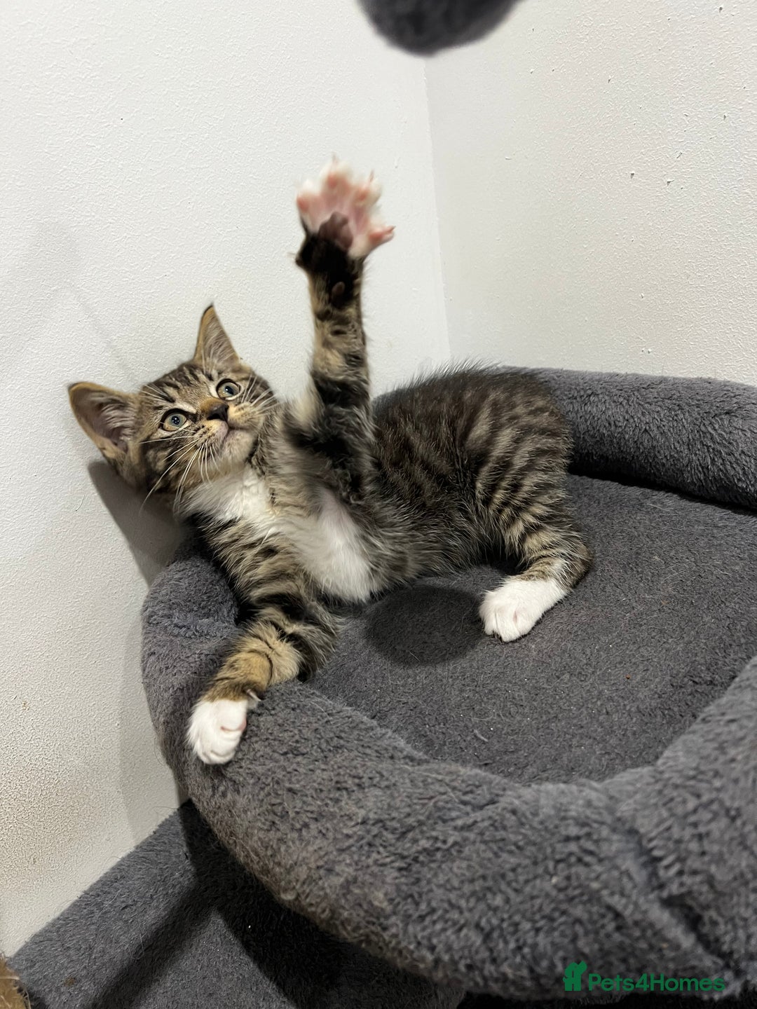 Mixed Breed cats for sale: 1 beautiful kitten  - Image 13