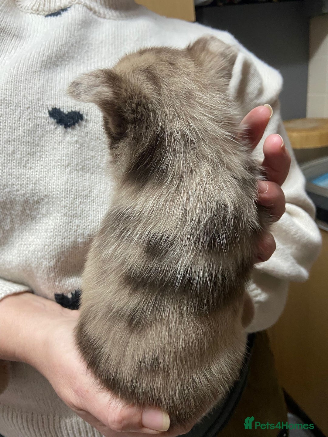 Pomchi dogs for sale: Stunning Pomchi’s - Advert 24