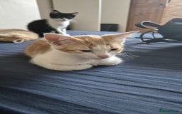 Domestic Shorthair cats for sale: Pets are ready for new home.  - Image 2