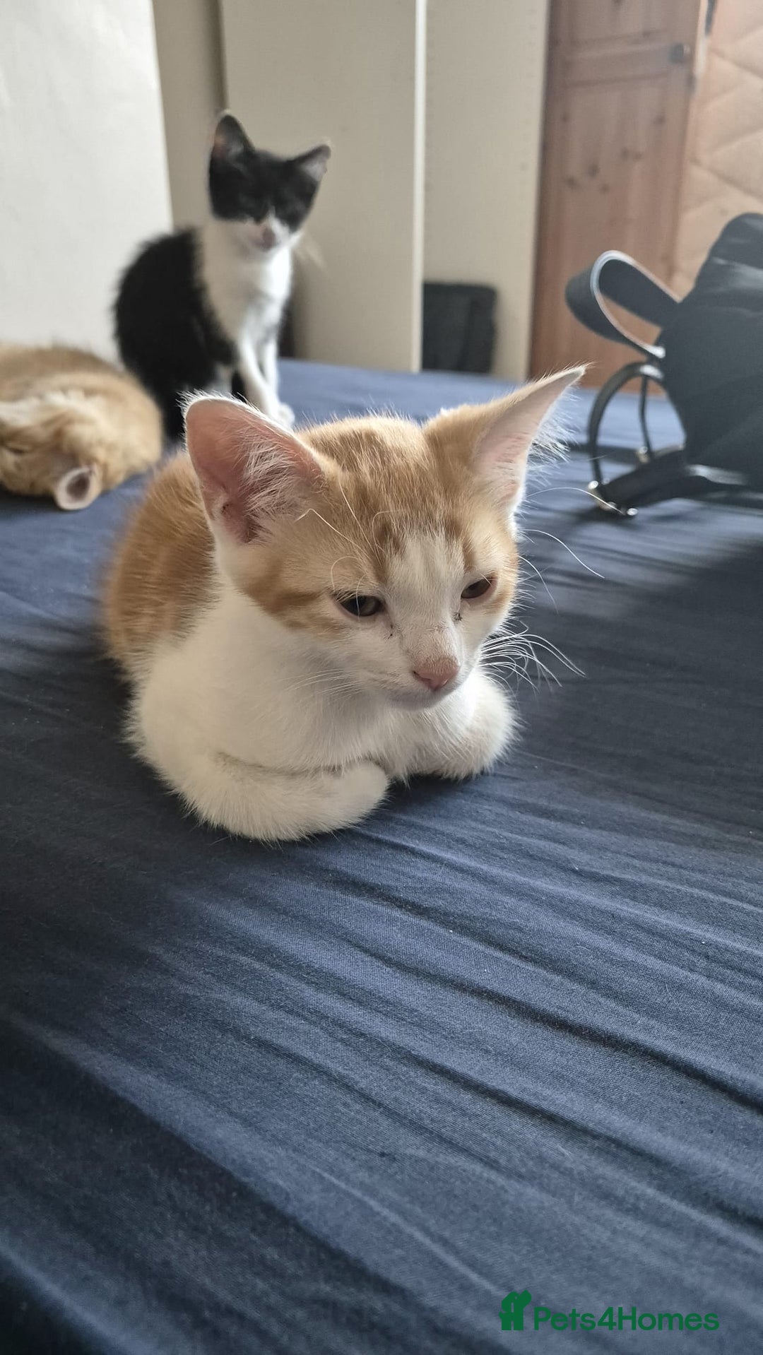 Domestic Shorthair cats for sale: Pets are ready for new home.  - Image 2