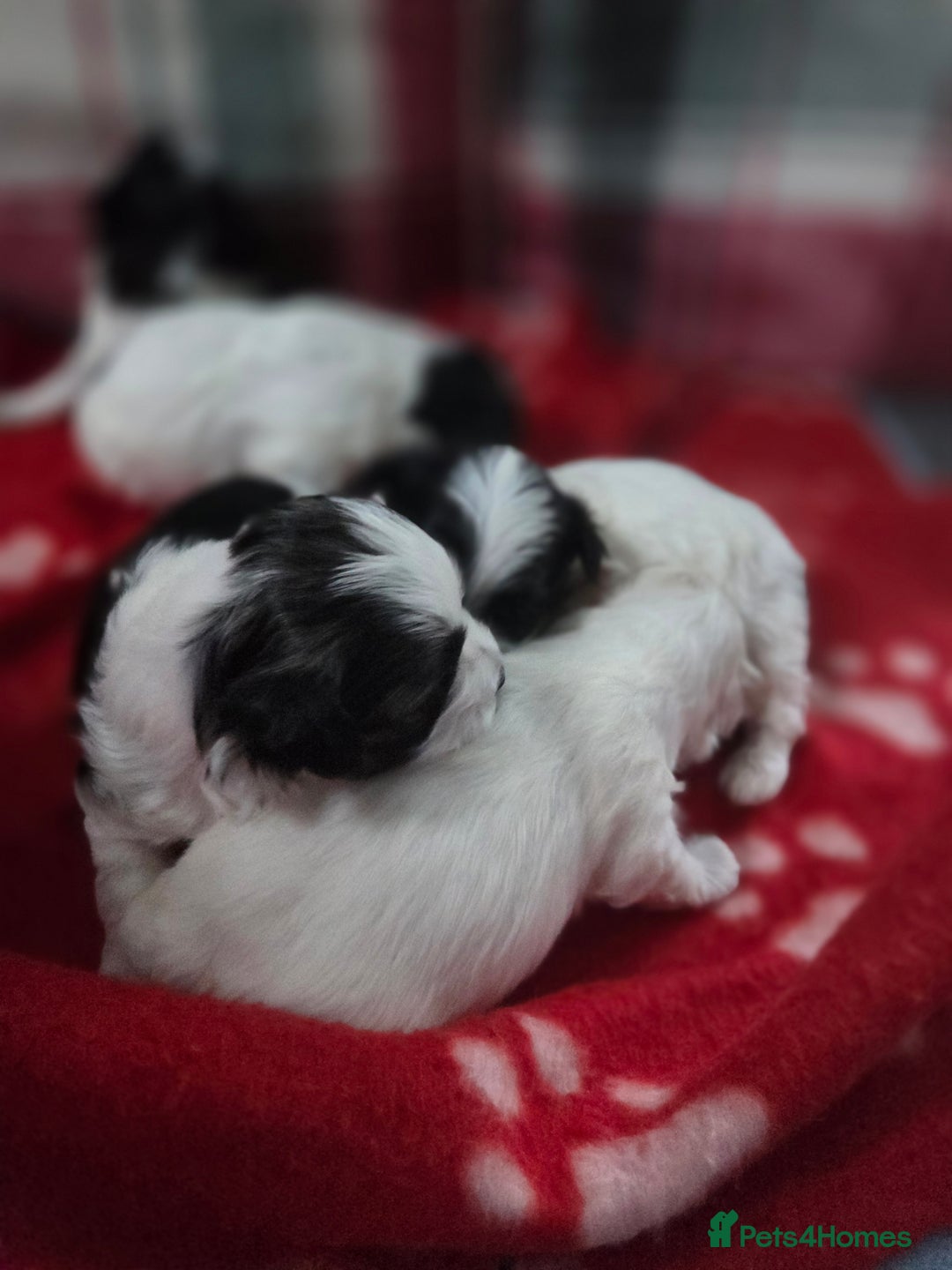 Maltese dogs for sale: 3 boys 1 girl x maltese puppies - Advert 15