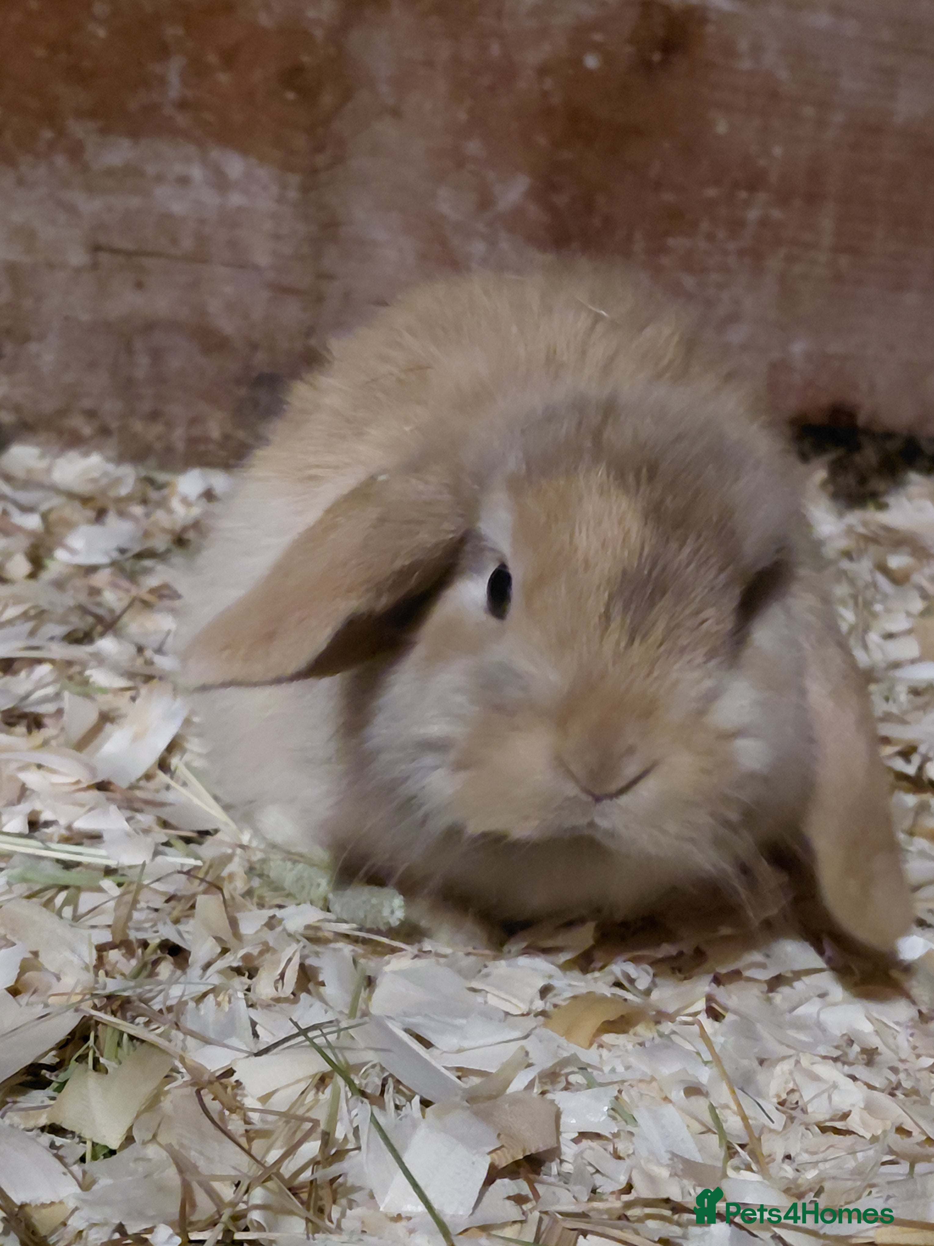 Mini Lop rabbits Mini Lop babies. All boys.  - Advert 18