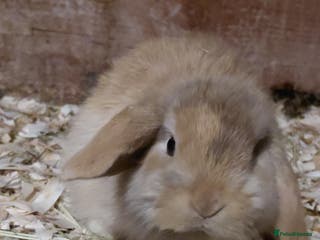 Mini Lop rabbits Mini Lop babies. - Advert 18