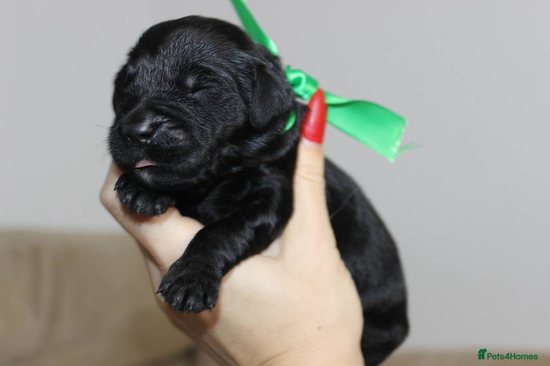 Goldendoodle dogs for sale: F1 Goldendoodle black Puppies - Advert 25