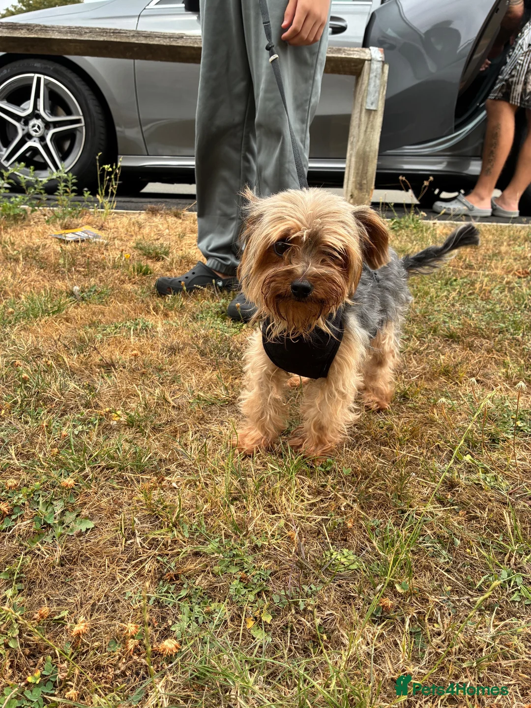 Yorkshire Terrier dogs for sale:  **  Yorkie for sale  in Bishop's Stortford - Advert 2