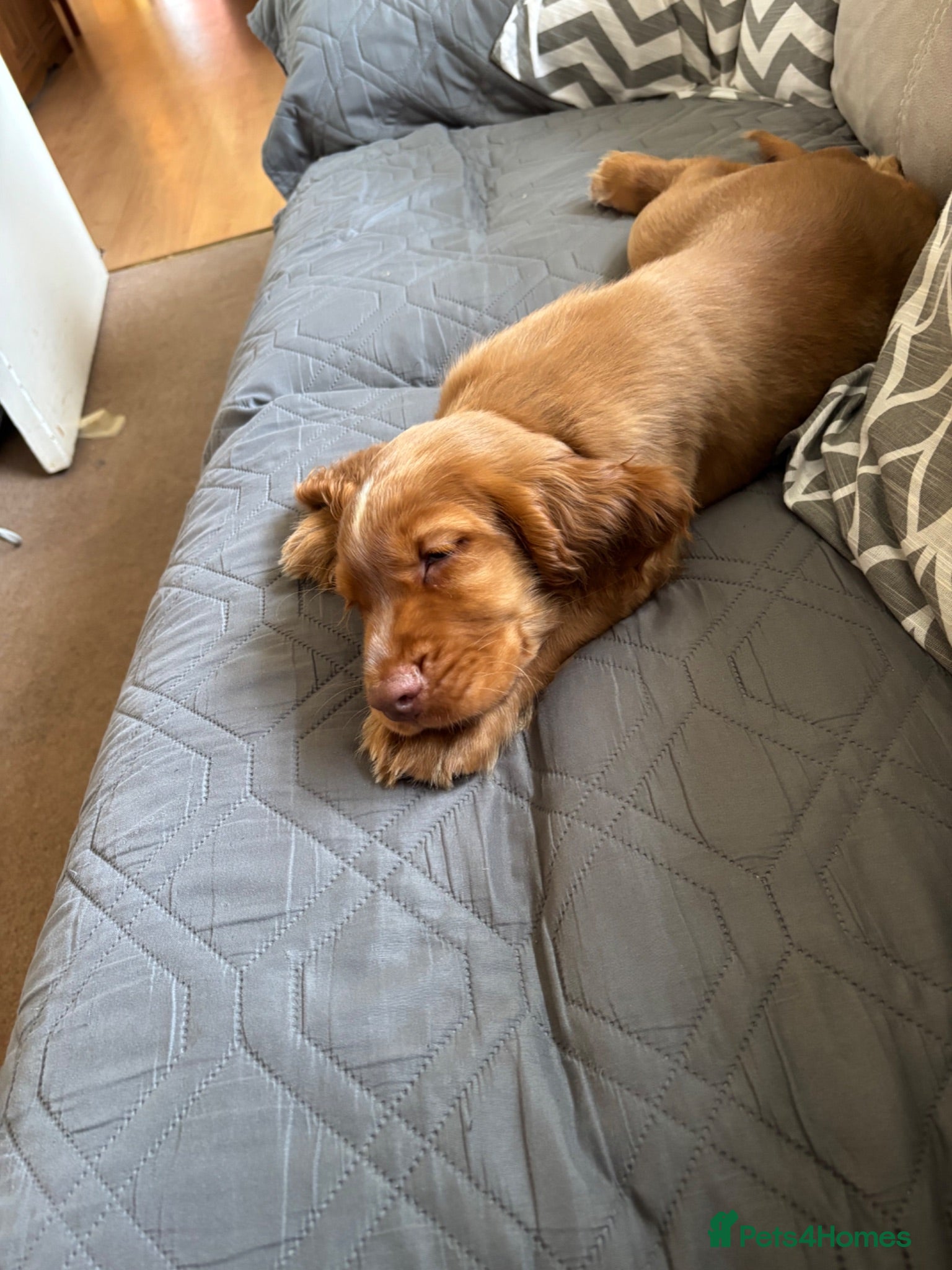 Sprocker dogs 1 Gorgeous boy sprocker ready now  - Advert 2