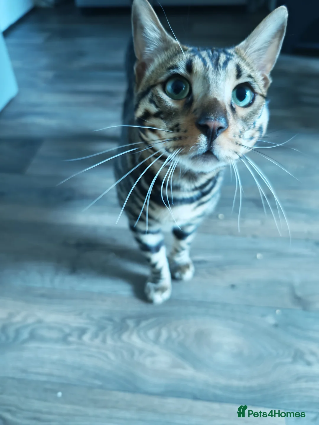 Bengal cats for sale: Bengal Kitten  in Bradford - Advert 2