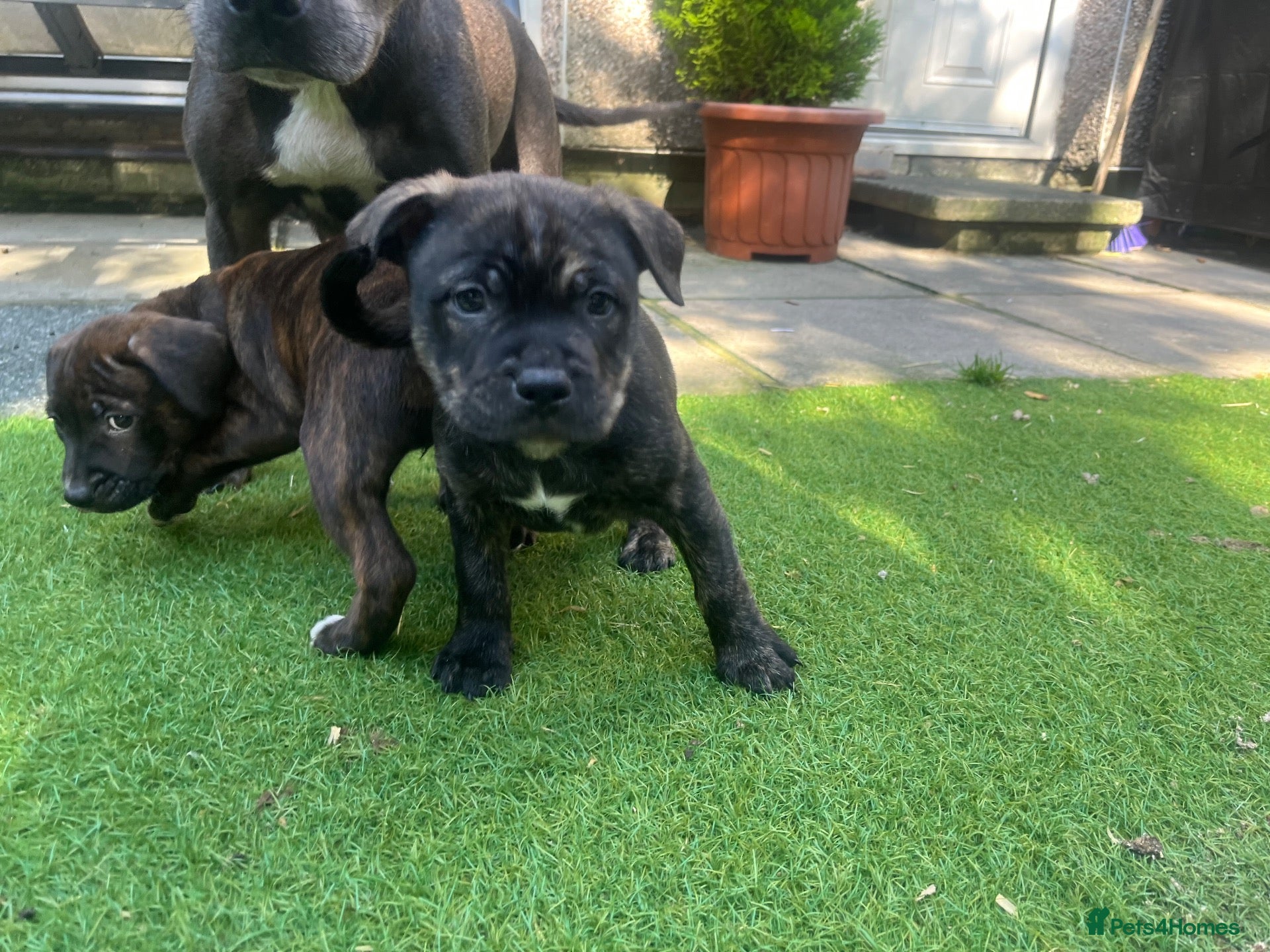 Mixed Breed dogs Blue American staffies - Advert 20