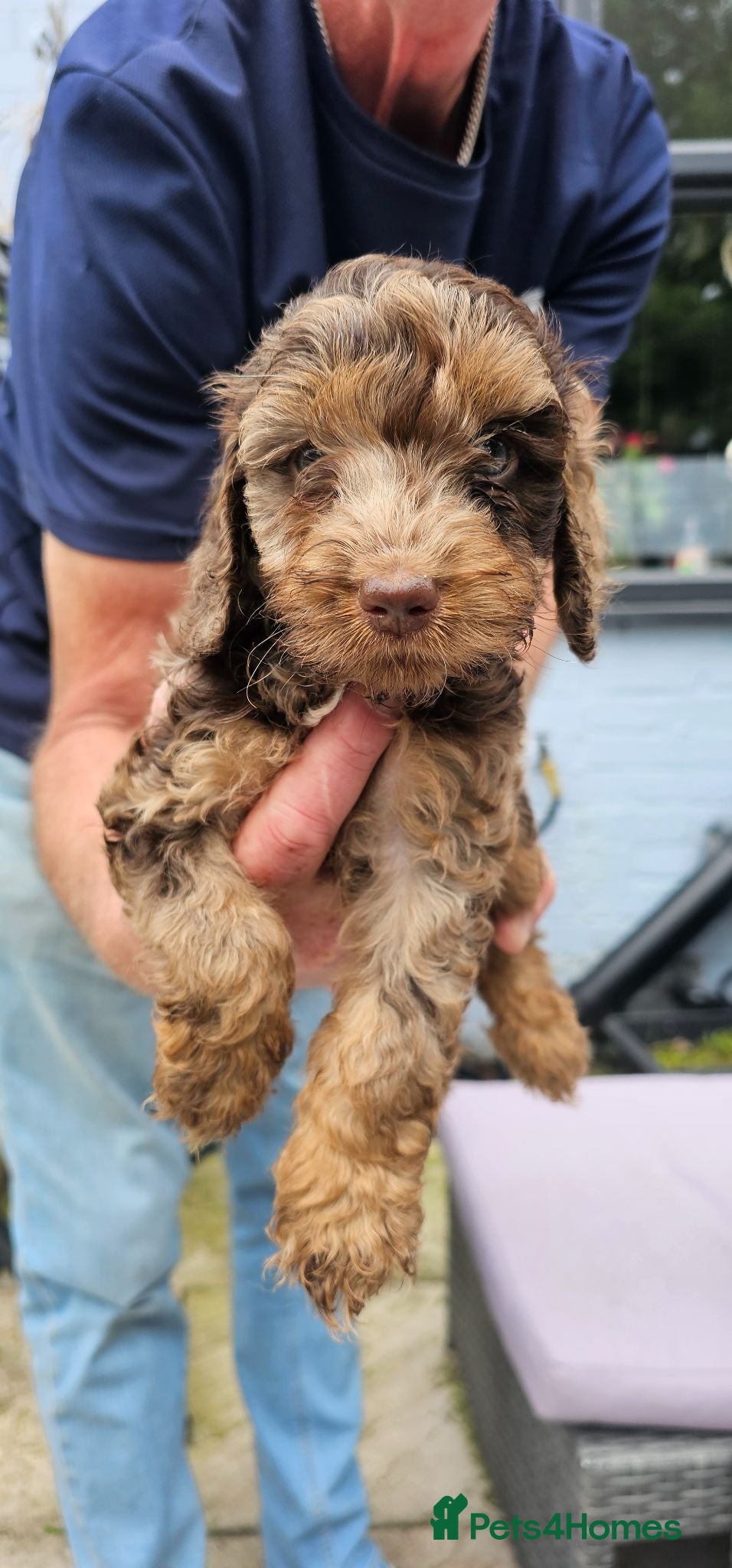 Cockapoo dogs Stunning litter of chocolate merle cockapoos - Advert 2