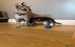 Bengal cats for sale: Ava’s Finest Pure Bengals, THREE Kittens Left. . . in Northampton - Image 34