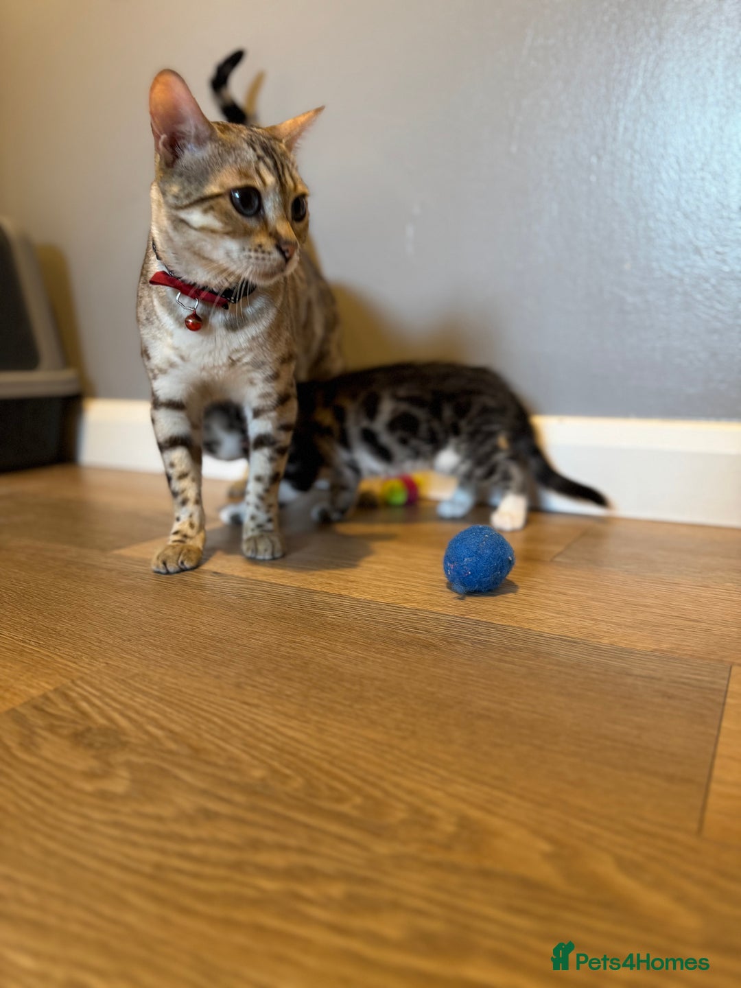 Bengal cats for sale: Ava’s Finest Pure Bengals, THREE Kittens Left. . . in Northampton - Image 34
