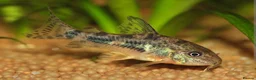 Danios fish for sale: Assorted Danios and other fish available - Advert 3