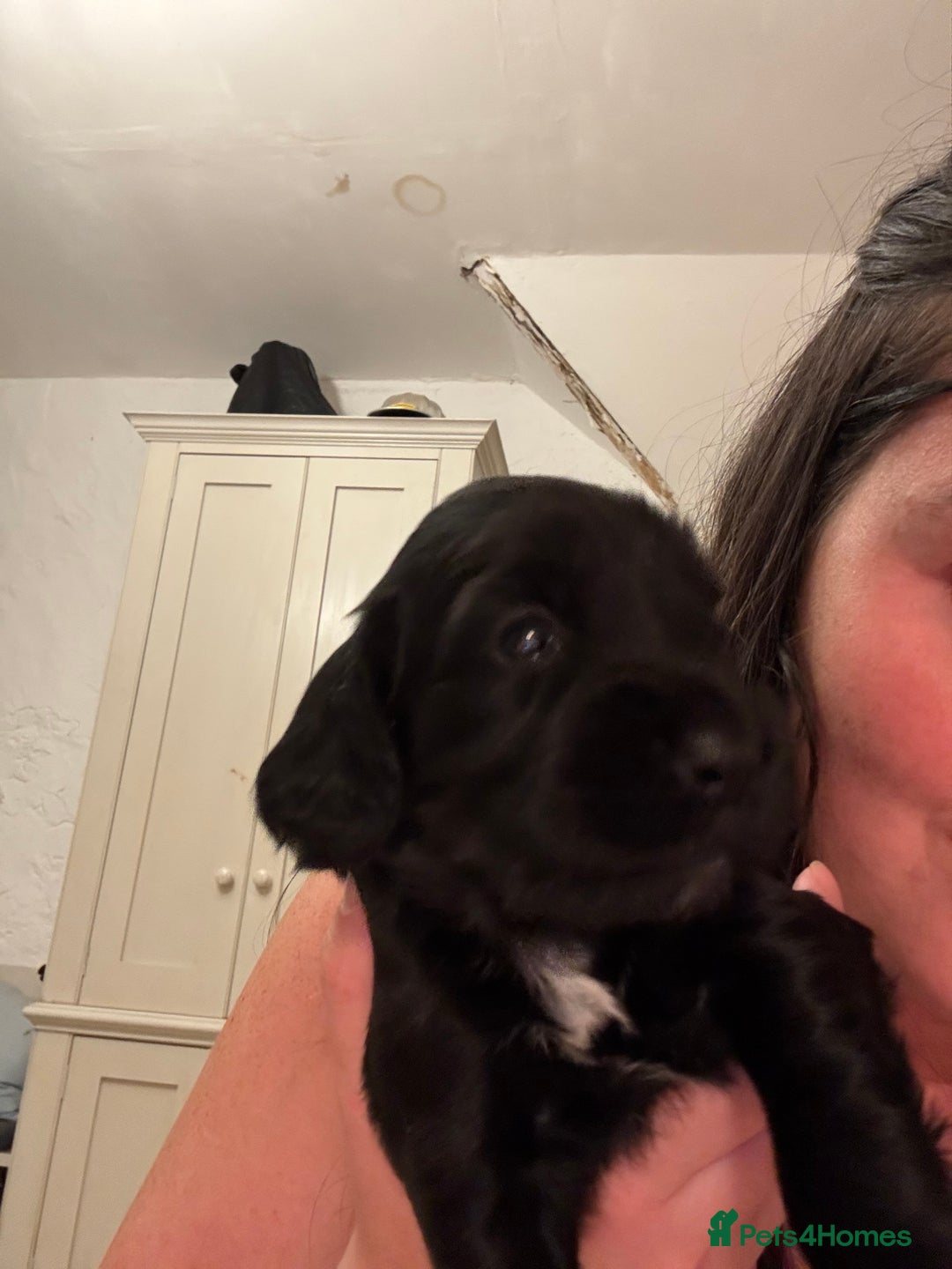 Cocker Spaniel dogs for sale: Gorgeous Cocker spaniel puppies for sale  - Image 9