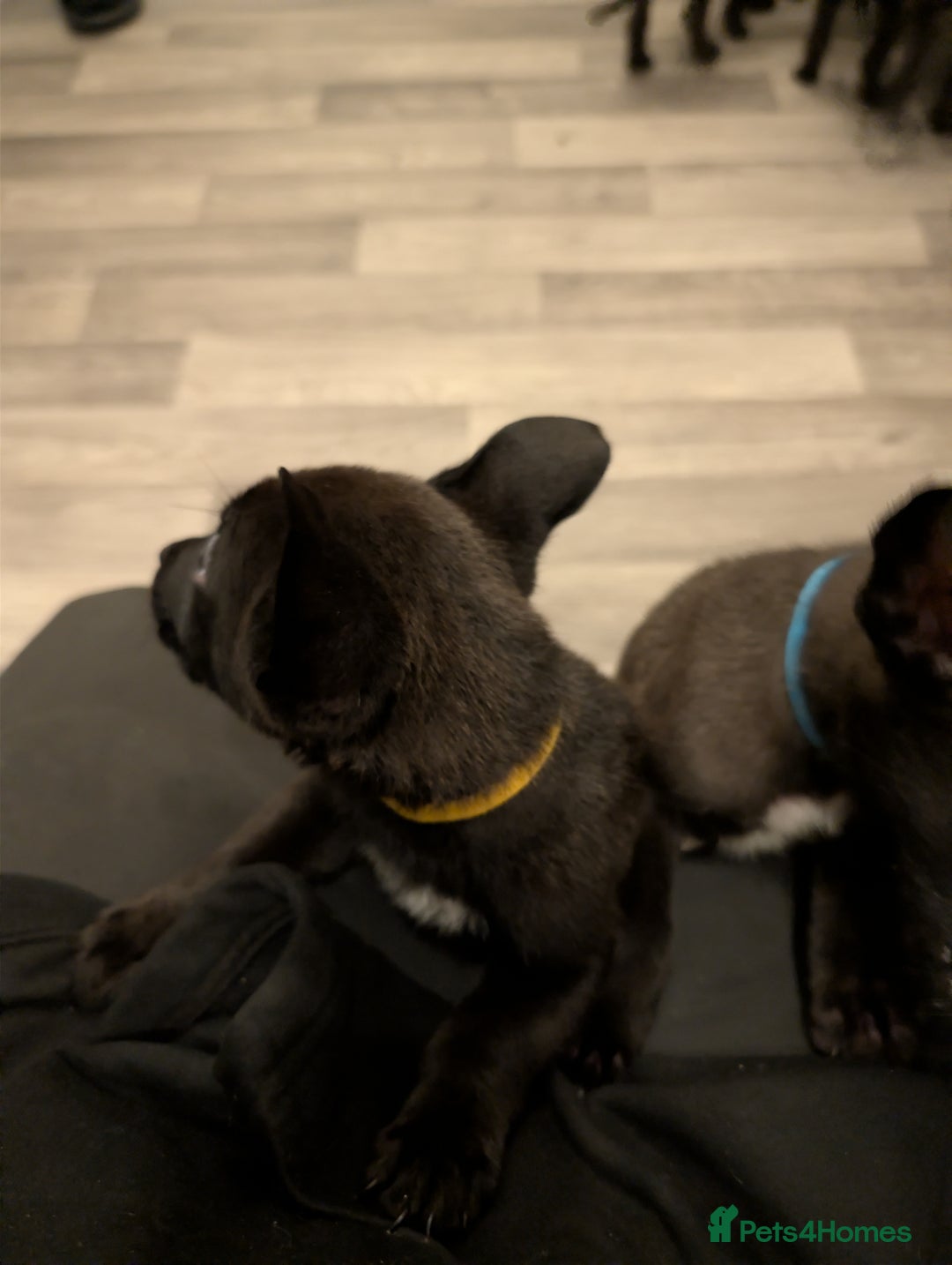 Mixed Breed dogs for sale: German shepherd X cane corso pups for sale  - Advert 16