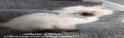 Ragdoll cats for sale: Stunning GCCF REG PEDIGREE RAGDOLLS - Advert 14