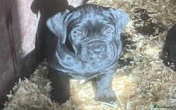 Cane Corso dogs for sale: Exceptional  - Image 17