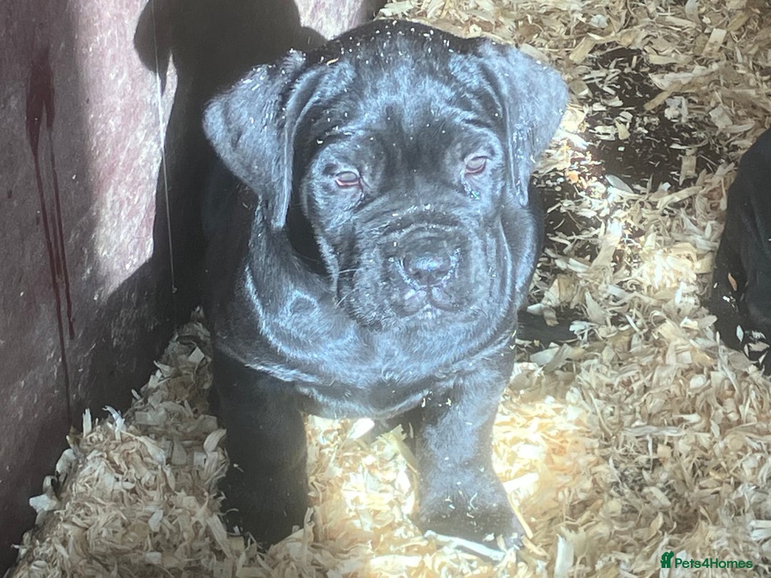 Cane Corso dogs for sale: Exceptional  - Image 17