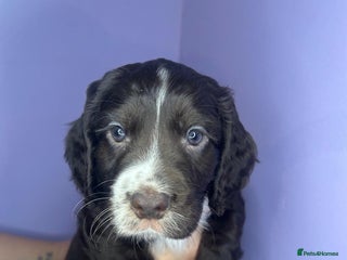 Cocker Spaniel dogs Stunning cocker spaniel puppies for sale - Advert 3
