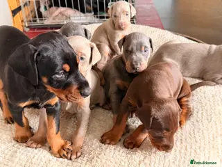 Dobermann dogs Doberman champion lines and health tested - Advert 16