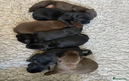 Labrador Retriever dogs for sale: KC registered Labrador pups ready October  - Image 15