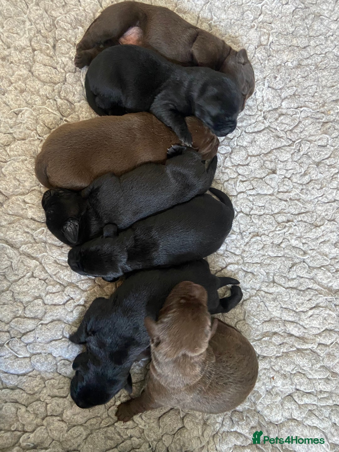 Labrador Retriever dogs for sale: KC registered Labrador pups ready October  - Image 15