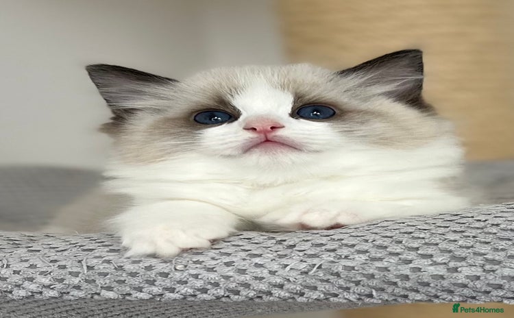 Ragdoll cats - Advert 8