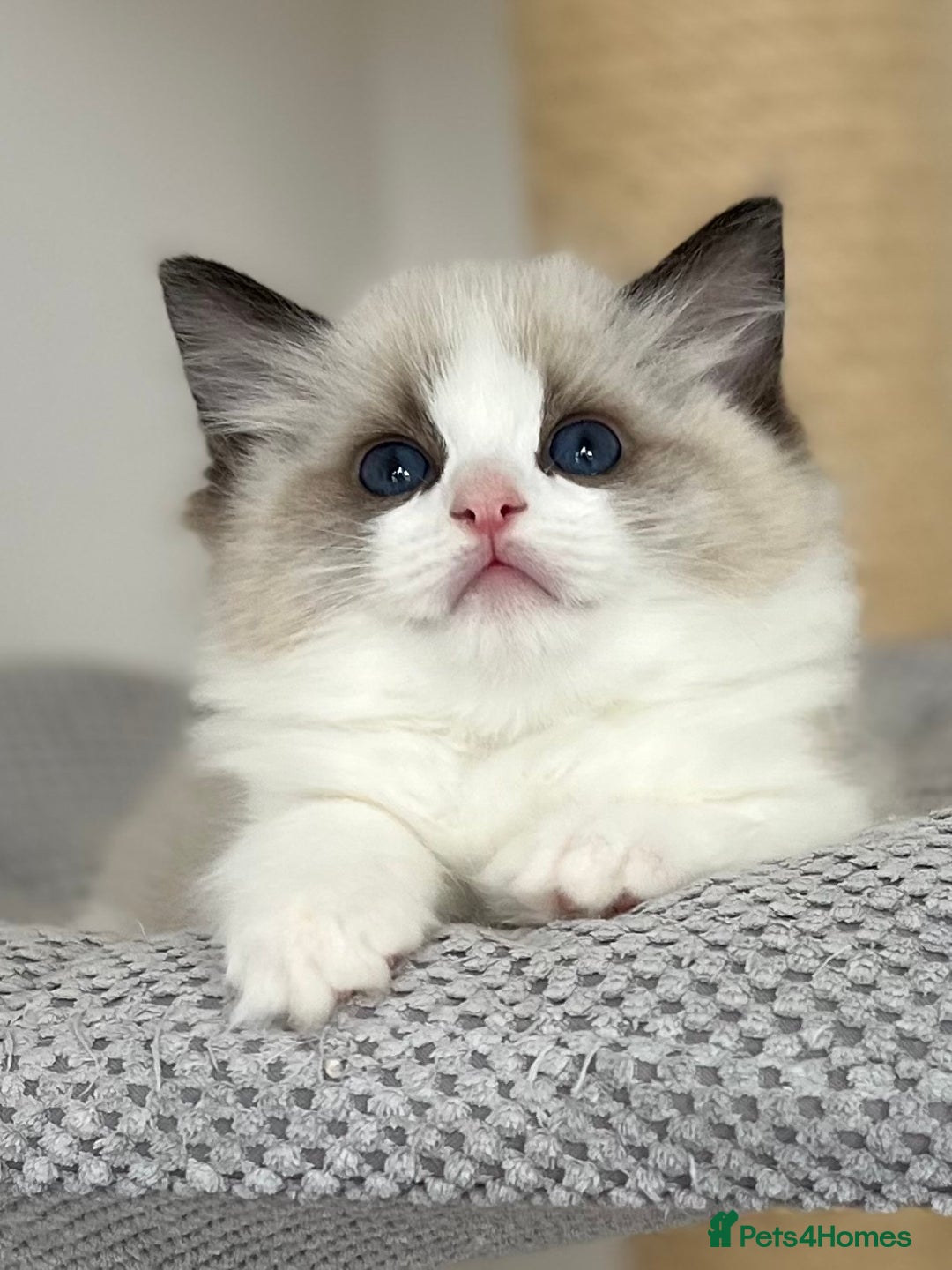 Ragdoll cats for sale: Exquisite Seal Bicolour Ragdoll Boys dolly face - Image 9