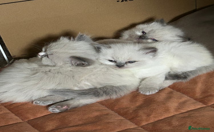 Persian cats - Advert 2