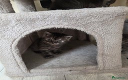 Scottish Fold cats for sale: Scottish-fold/straight ears kittens grey colour - Image 17