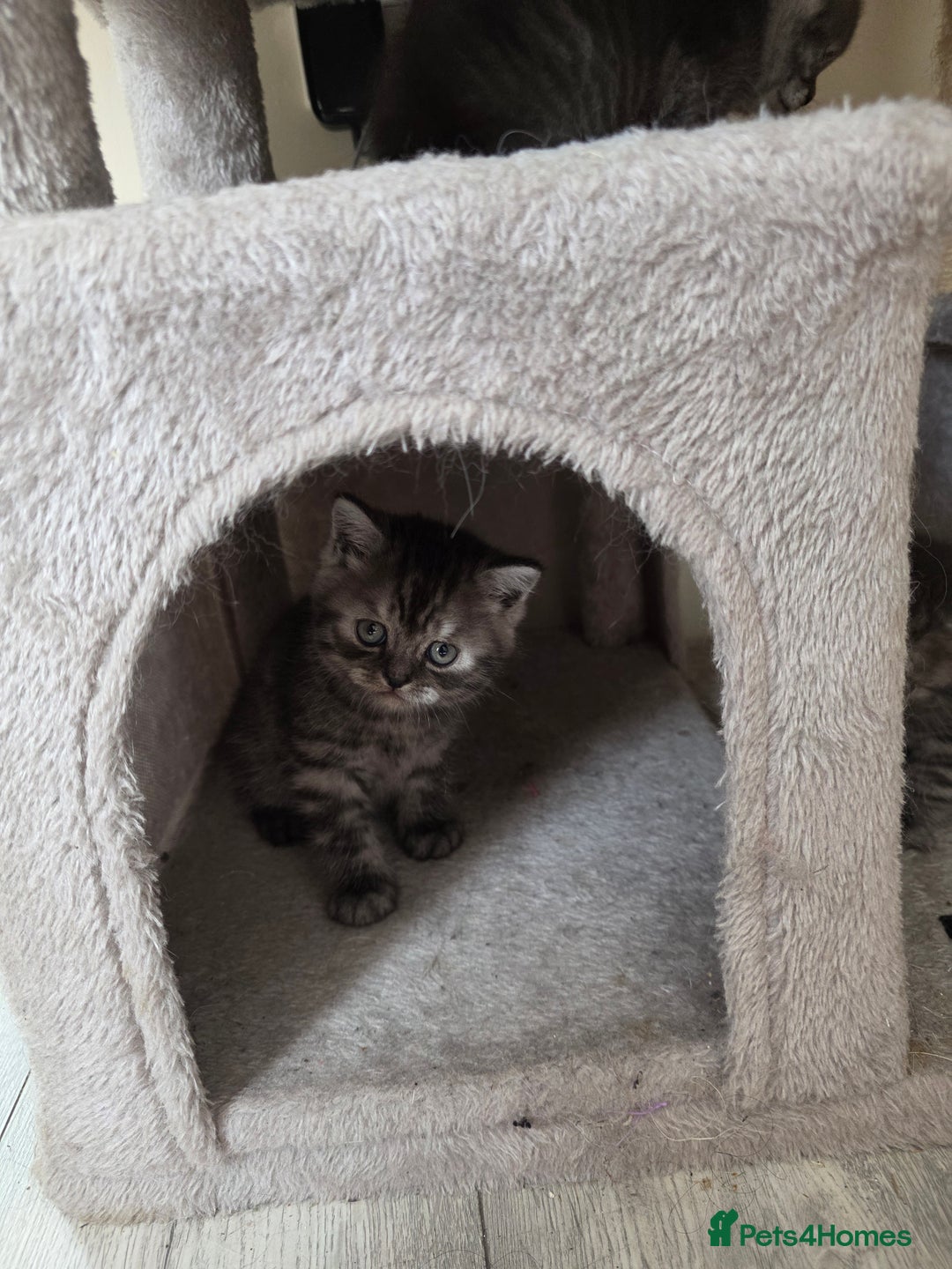 Scottish Fold cats for sale: Scottish-fold/straight ears kittens grey colour - Image 17