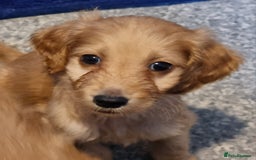 Irish Doodle dogs for sale: Beautiful Irish doodles for sale - Advert 1