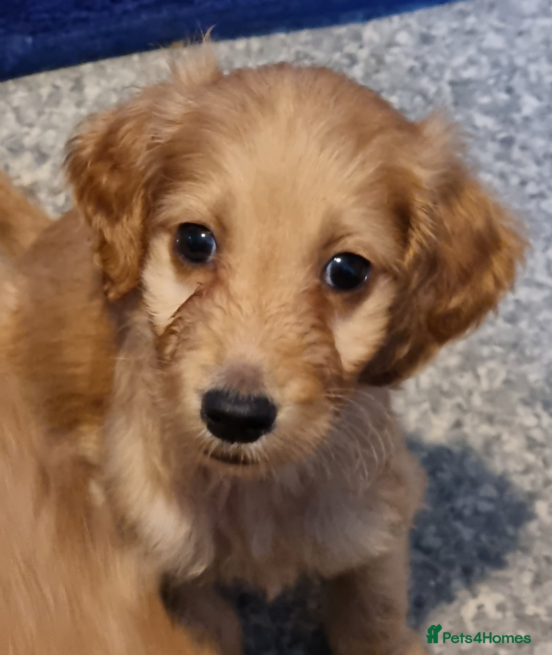 Irish Doodle dogs for sale: Beautiful Irish doodles for sale - Advert 1