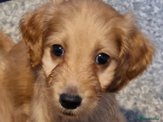 Irish Doodle dogs for sale: Beautiful Irish doodles for sale - Advert 1