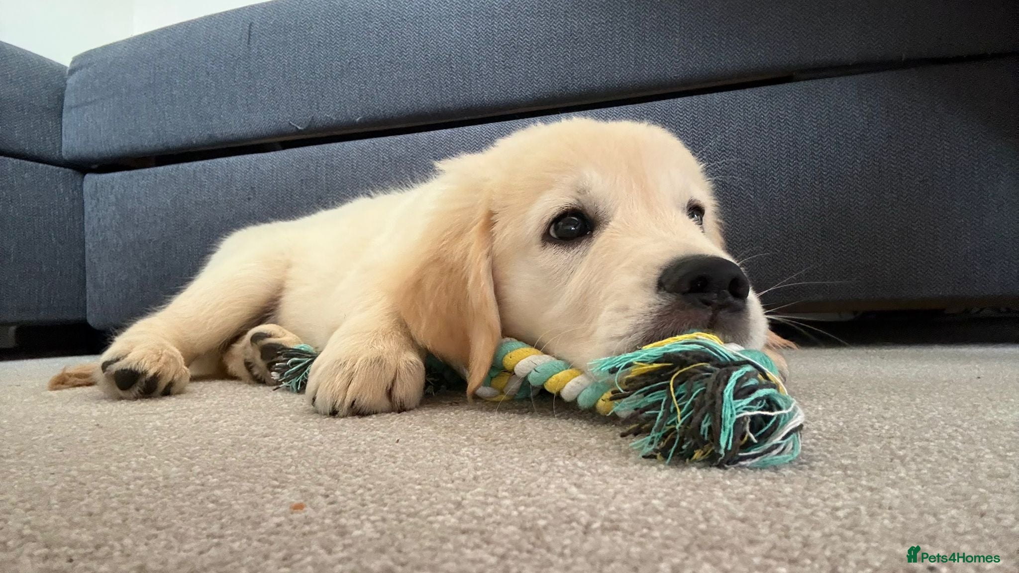 Golden Retriever dogs Golden retriver Ollie - Advert 2