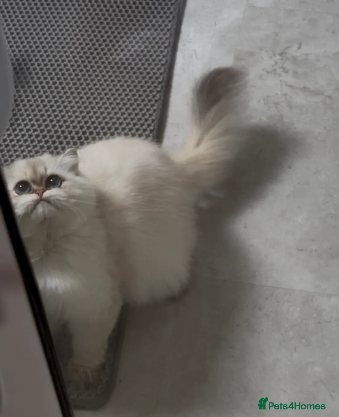 British Longhair cats for stud: Limited Time only! British Longhair Stud Service - Advert 2