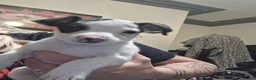 Jack Russell dogs for sale: Jack russel  - Advert 7
