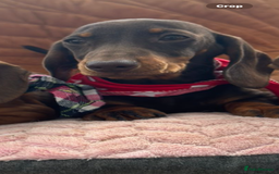 Miniature Dachshund dogs for sale: BEAUTIFUL KC REG & PRA CLEAR MINIS - 0% inbreeding - Image 36