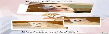 Ragdoll Kitten 4