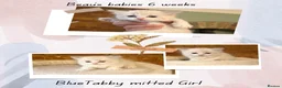 Ragdoll cats for sale: Beautiful pedigree Ragdoll kittens  - Advert 7