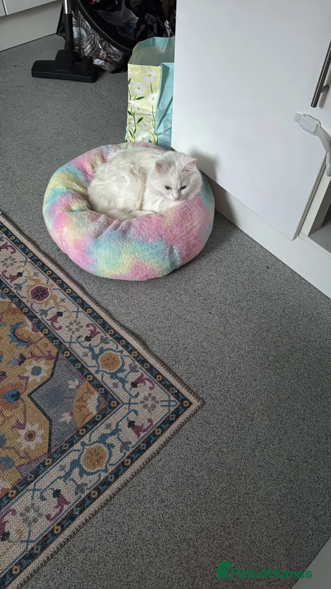 Turkish Angora cats for sale: A sweet boy in Hemel Hempstead - Advert 6