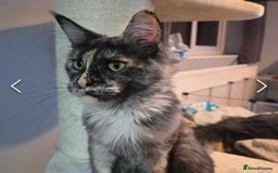 Maine Coon cats for sale: Ready now boys Mainecoon tica registered  - Image 22