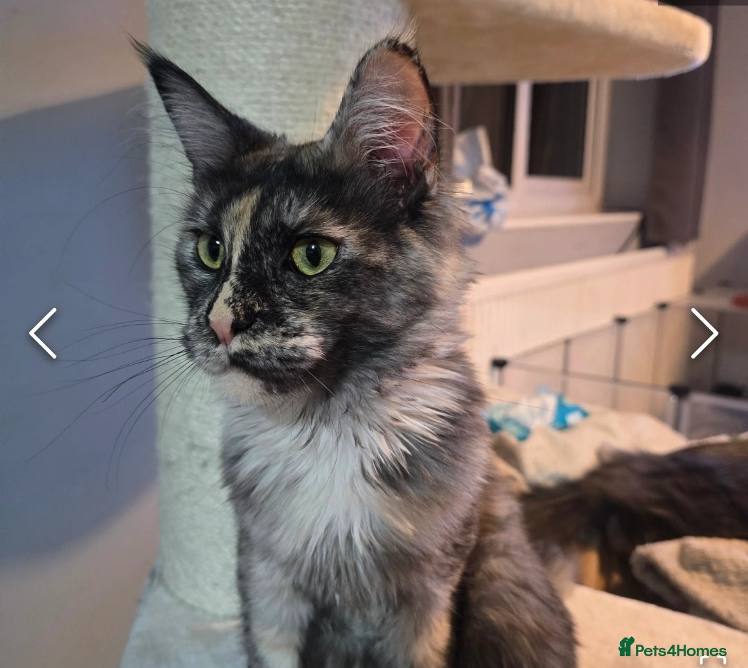 Maine Coon cats for sale: Ready now boys Mainecoon tica registered  - Image 22