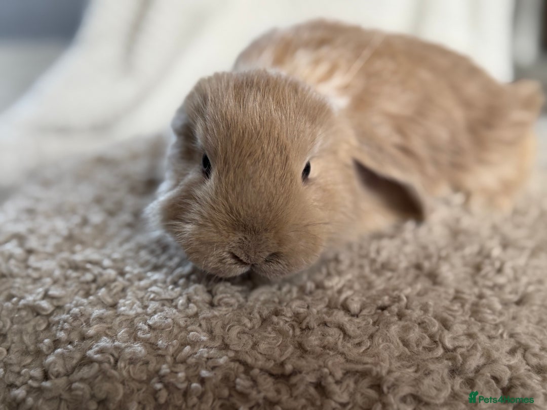 French Lop rabbits for sale: ❤️ Hand Raised French Lop Babies - Advert 7